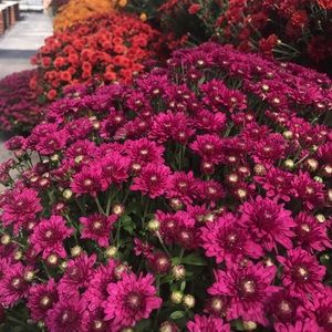 Meet your Posher, Pam